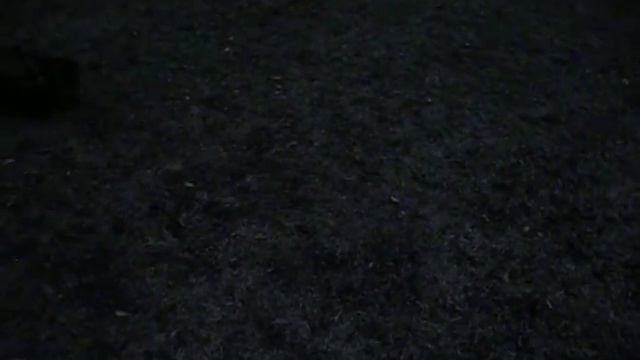 Такса и пикенес смотреть онлайн