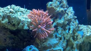 Кормление актинии.