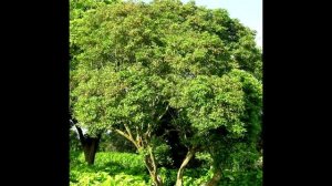 10 видов самой дорогой древесины на нашей планете