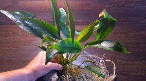 АНУБИАС ЛАНЦЕТ ( Anubias lanceolata )