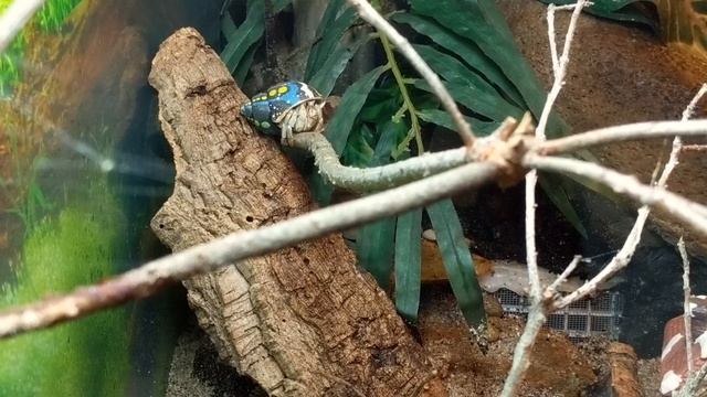 ТАРАКАНЫ НА КУХНЕ, СКОРПИОНЫ, ПАУКИ и другие насекомые Изучаем жуков / LizaTheFirst смотреть онлайн