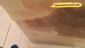 Удаление плесени на потолке в ванной