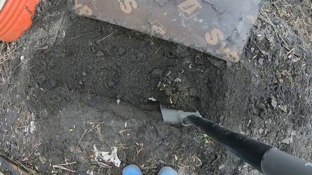 Открытие прикопа с розами весной