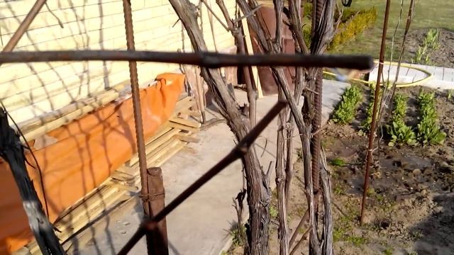 Плач лозы винограда увеличивается после полива. смотреть онлайн