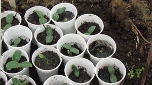 пересаживаю помидоры в грунт.