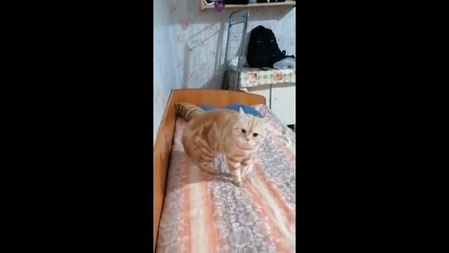 Funny Animals /СМЕШНЫЕ ЖИВОТНЫЕ/ТЕСТ НА ПСИХИКУ/ ПОПРОБУЙ НЕ ЗАСМЕЯТЬСЯ/ЛУЧШИЕ ПРИКОЛs/HappyDay