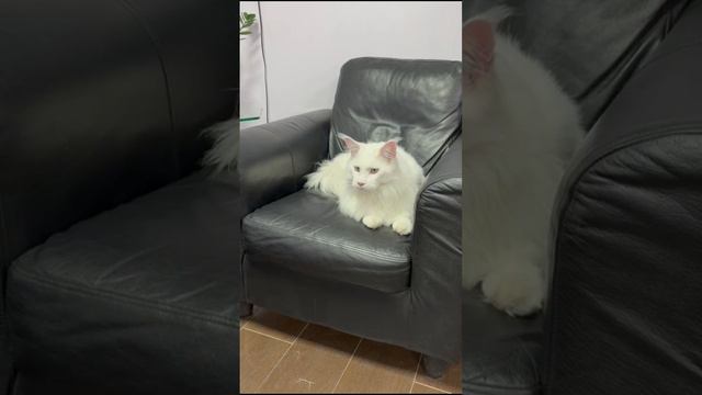 Мейн-Кун 1.5 года, пришел на профилактический осмотр. Клиника БиоВет Кутузовская.