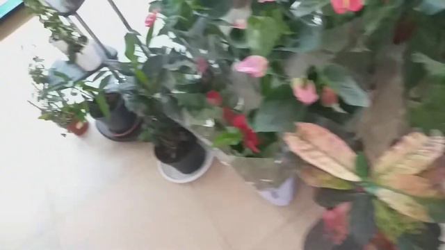 Орхидеи в садовом центре за выездом из города.🌹🌺🌹🌺 смотреть онлайн