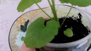 Пеларгония. Как правильно прищипывать пеларгонию.