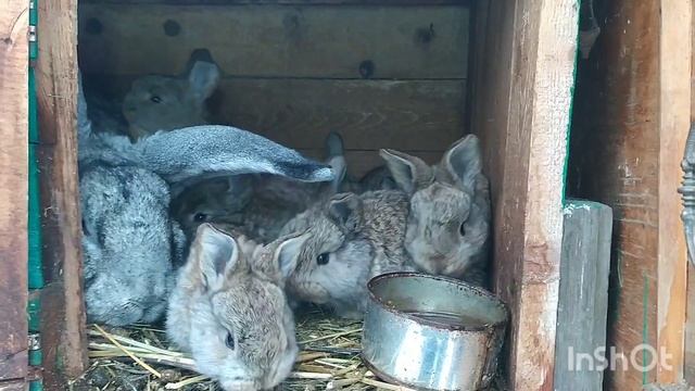 Кролики Фландр | Нужен ли маточник крольчихам??? | Обзор смотреть онлайн