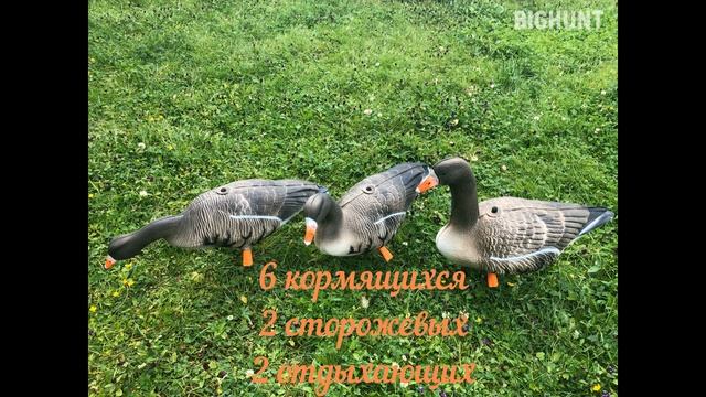 Чучела белолобого гуся для удачной охоты. смотреть онлайн