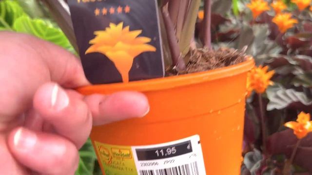 Harika çiçeklerle dolu bir Sera#almanya #garden#plants#gardening смотреть онлайн