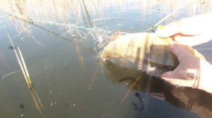 браКОНЬерская сеть.