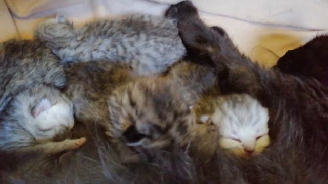 Новорожденные котята золотая шиншилла