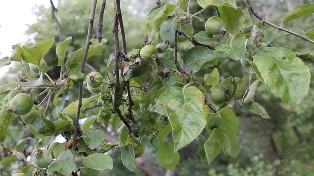 ПАРША ЯБЛОНИ. Как бороться? смотреть онлайн