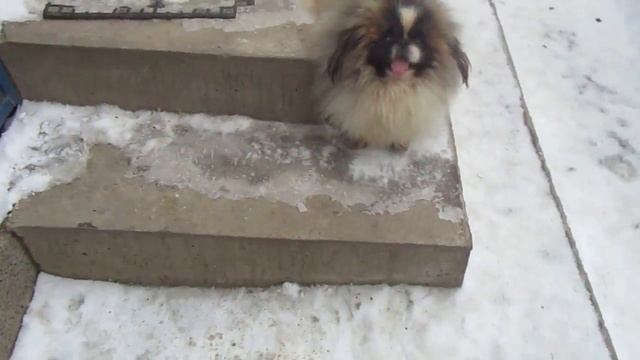 Пекинес окрас патиколор * ПРОДАЁТСЯ смотреть онлайн