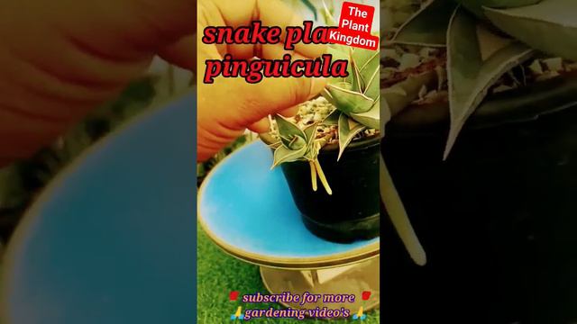 walking snake plant | चलता फिरता स्नेक प्लांट | #gardening #sansevieria #snakeplants #plants #viral