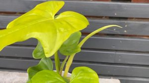 45cm Philodendron Golden Violin | Rare House Plant | Pot 17cm | 45cm Height