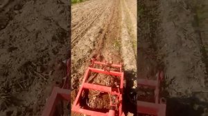 Испытание новой вибрационай картофелекопалки с трактором Т-25.