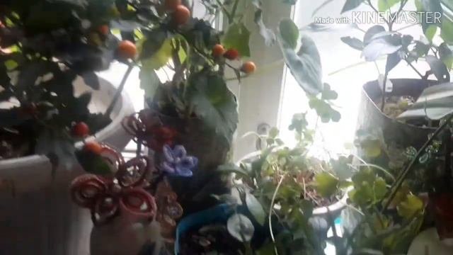 Мой подоконник ЗИМОЙ! АНГИННИК! РОЗМАРИН!ТИМЬЯН!Перчики!(1)