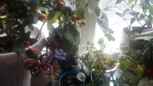 Мой подоконник ЗИМОЙ! АНГИННИК! РОЗМАРИН!ТИМЬЯН!Перчики!(1)