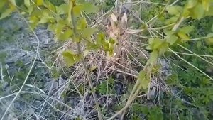 Деревья после бобров