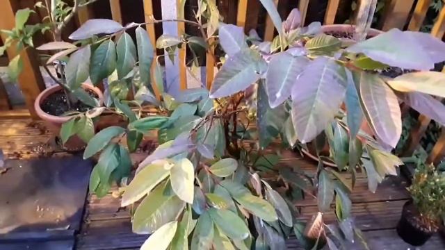 Last few tropical fruit need treatment before moving indoors