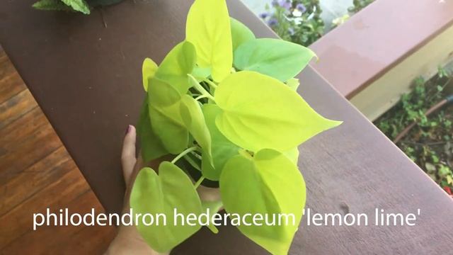 Rare Plant Haul! Pilea Peperomioides, Lemon Lime Philodendron, Zebra Plant смотреть онлайн