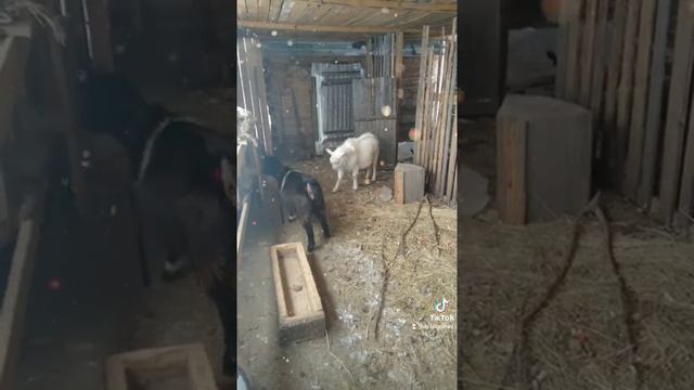 Без названия