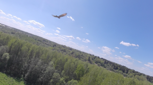 FPV полет с ястребом. Flight with hawk