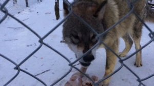 С Богоявлением Друзья. Волчий вой в парке ВОЛКОВ. Волк Акела не промахнулся трижды.