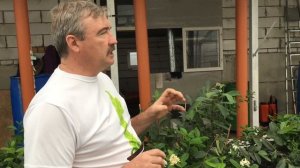 Хлороз растений. Хлороз листьев. Пример на лимоне.