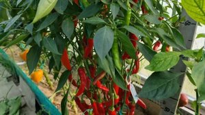 СЛАДКИЙ ПЕРЕЦ ИТАЛЬЯНСКИЙ ДЛИННЫЙ. ИНДИВИДУАЛЬНЫЙ ОБЗОР ПЕРЦА. УРОЖАЙНОСТЬ С КУСТА. ОТЗЫВЫ. Pepper.