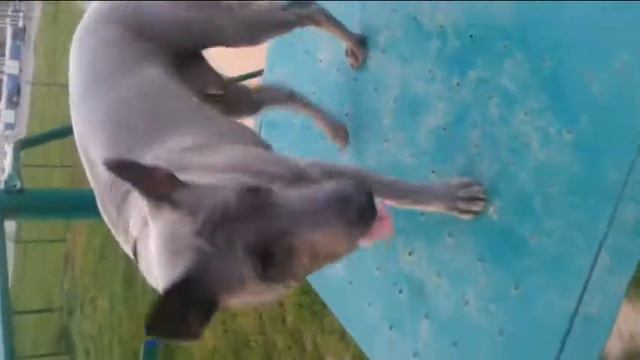 тайский риджбек Марцио Киро смотреть онлайн