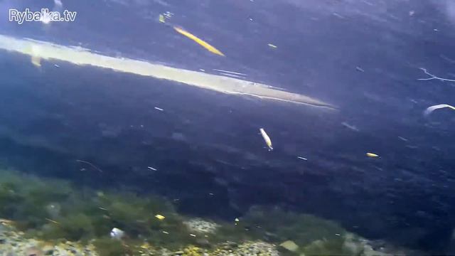 Воблер ZipBaits Rigge Подводная съемка Underwater