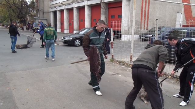 Stray dog killed in the street of Bucharest смотреть онлайн