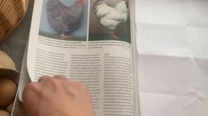 Инкубационное яйцо Билефельдер серебро