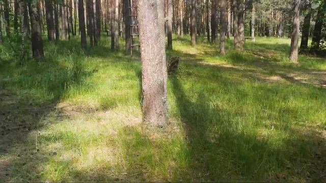 Чудесариум. Река Нерская