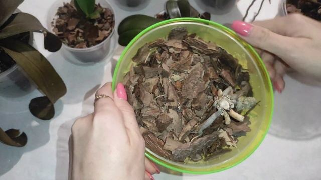 Размножение орхидеи делением куста. Результаты