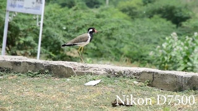 Nikon D7500 Photography And Cinematic Video