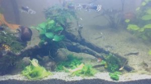 Аквариум с рыбками ГУППИ. Переоборудование выростника