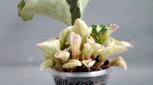 Уход за пестролистными фиалками