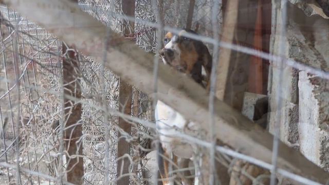 Animal pleasure смотреть онлайн