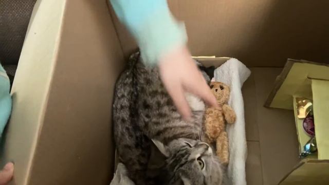 Отель люкс для кошки #funny #animal #животные #смешно #музыка #питомцы смотреть онлайн