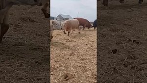 КФХ Победа. Шароле, Лимузин. итд. Реализуем бычков осиминителей.