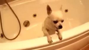 Злой и страшный чихуахуа