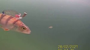 Рыбалка на окуня (Ярославль, Климовские карьеры)