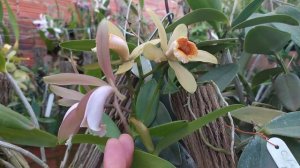 Variações de cores da cattleya forbesii tipo...