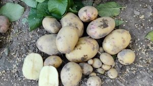 Ранние сорта картофеля Першацвет и Десятка