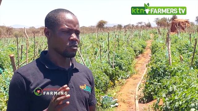 Tomato farming tips and guide from one of the best